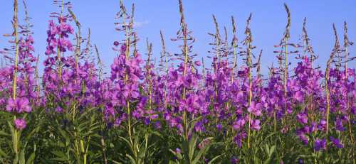 А в травнике ботаника и доктора