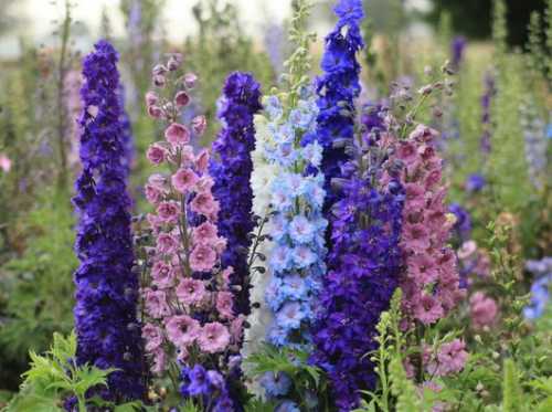 Цветки разных оттенков синего со шпорцами