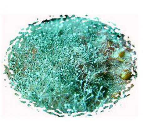 Так как соя это сильно гормональное растение, то питающиеся соей становятся импотентами