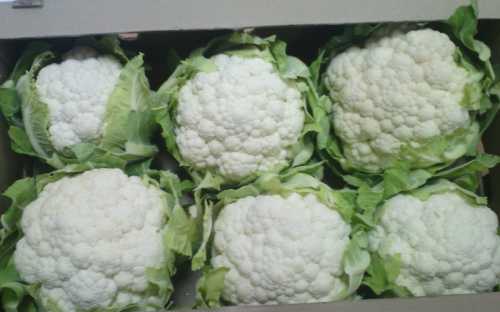 Выбор лучших сортов цветной капусты: фото,
