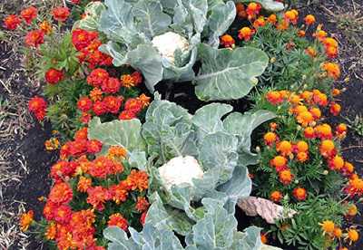 Химические методы предполагают использование продаваемых в магазинах ядохимикатов