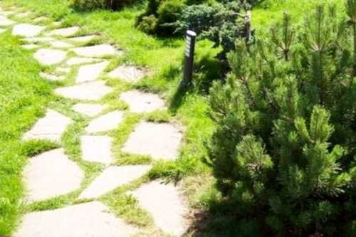 Фасоль на садовом участке