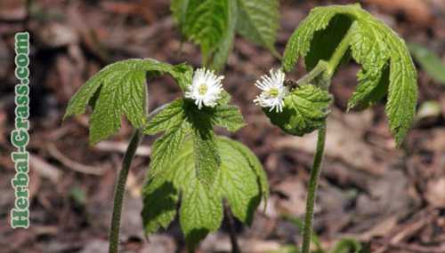 При болезнях печении и желчного пузыря минералку пьют после еды, выждав минут