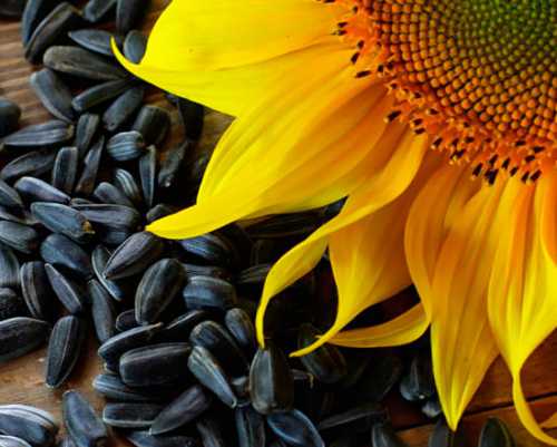 Польза и вред от семян подсолнуха для здоровья