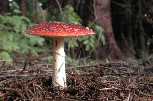 Тоны сердца глуховаты, температура утром нормальная