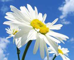 Сначала разведите члглицерина мя стлчистой прохладной воды, затем разотрите этот раствор с члмеда и для густоты состава добавьте немного овсяной муки или сухого молока, детской смеси буквально пару щепоток