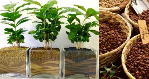 Кофейную гущу также рекомендуется добавлять в хну