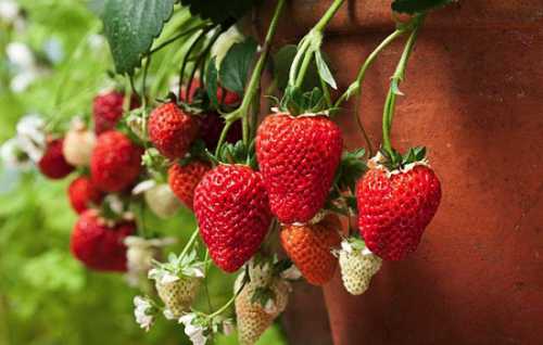 Наибольшее внимание нужно уделить подготовительному этапу рассаживания данной культуры, который включает в себя обработку грядок, разметку лунок, внесение удобрений