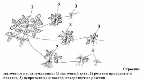 Позаботьтесь и о необходимом инвентаре, удобный инструмент упрощает работу огородника