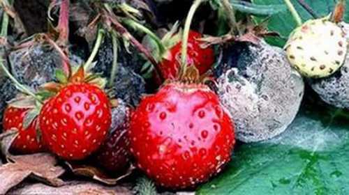 Как вырастить клубнику, выбираем посадочный