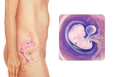 7 неделя беременности