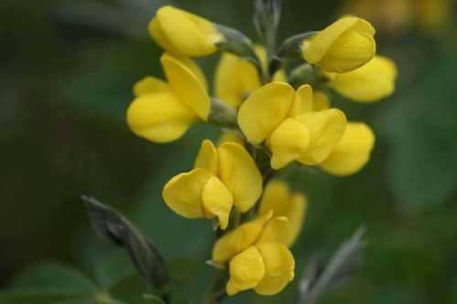 При бронхитах и пневмониях также при острых воспалительных заболеваниях дыхательных путей взрослым назначают принимать лечущее средство раза в день по одной целой таблетке