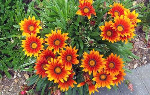 Посадка гацании: выращивание, технология посева,