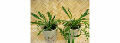 Сделать это нетрудно, так как посадочный материал не мелкий