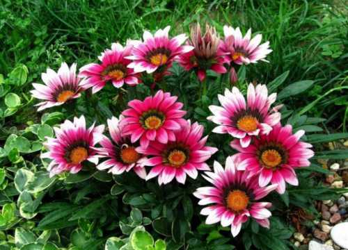 Дальне уход за гацанией сводится к регулярному проветриванию и поливу